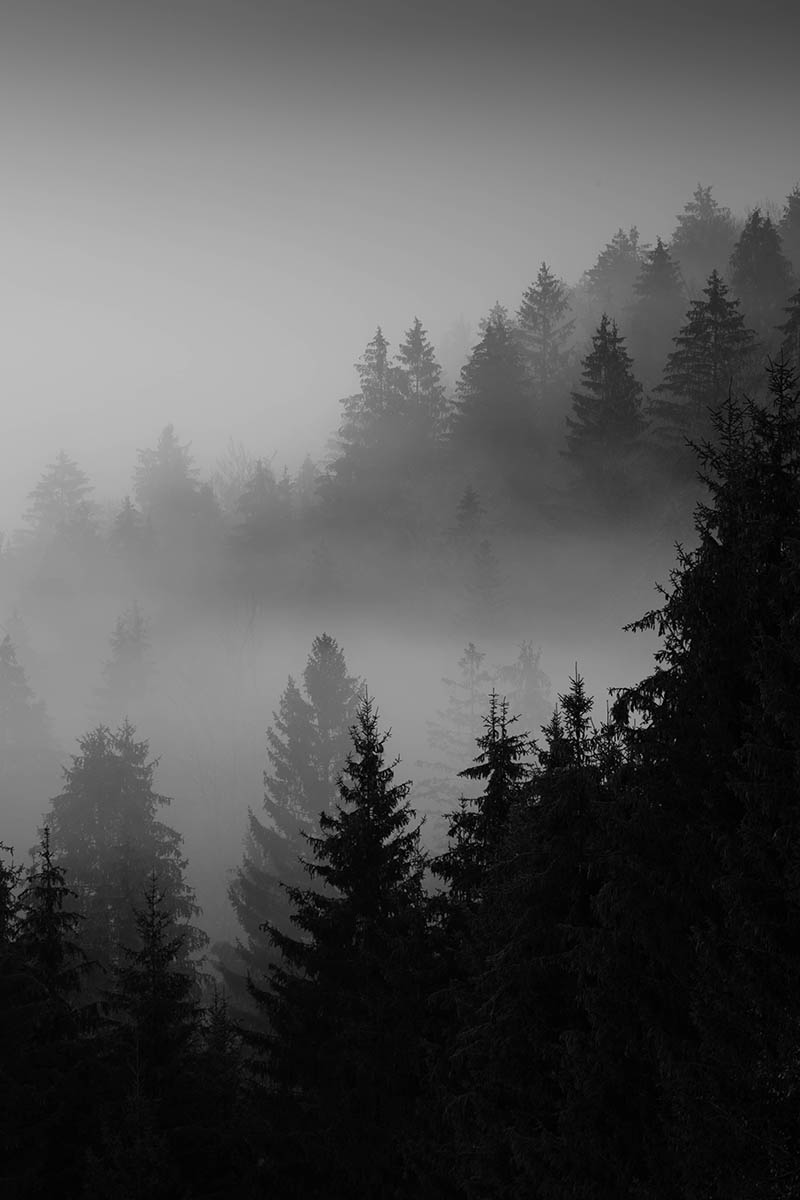 Black and white photo of trees in the mist. Buy a fine art print.
