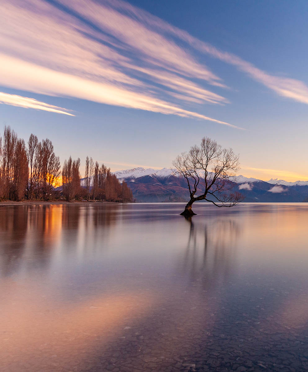 That Wanaka Tree, a willow tree located at the southern end of Lake Wanaka in the Otago region of New Zealand.